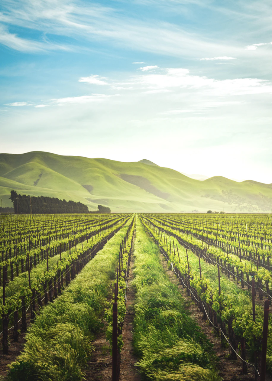 Wine image